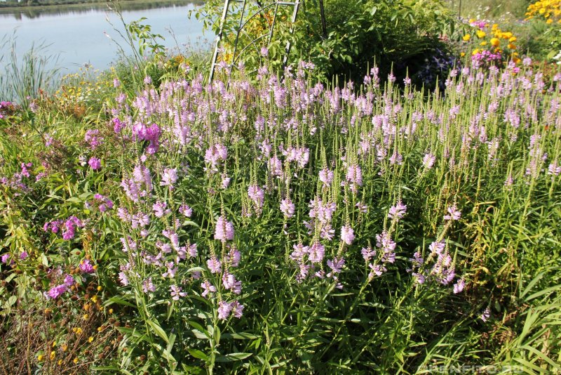 Physostegia virginiana