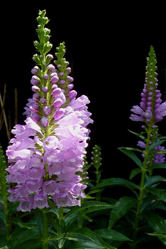 Физостегия виргинская variegata
