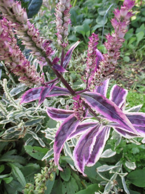 Физостегия виргинская variegata