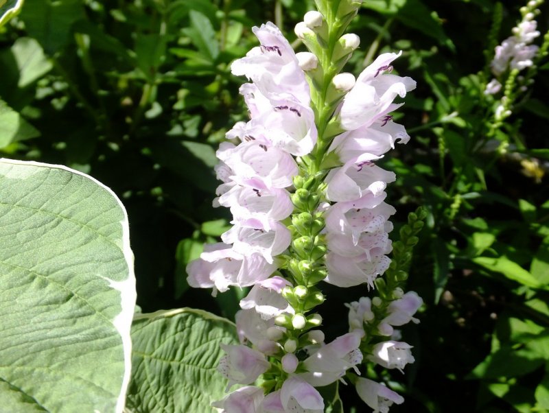 Физостегия виргинская (Physostegia virginiana)