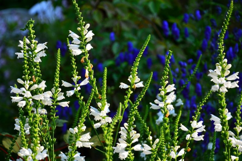 Сныть Вариегата (физостегия розовая (Physostegia) podagraria variegata)