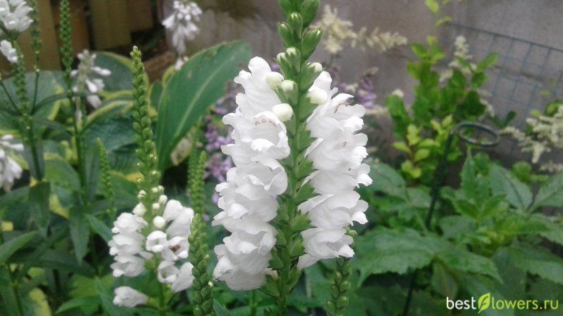 Physostegia virginiana Miss manners