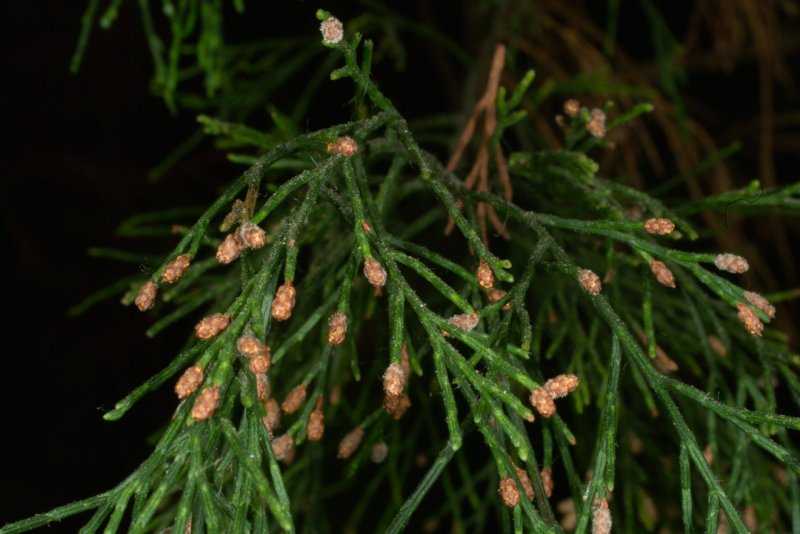 +Thuja +Callitris +rhomboidea