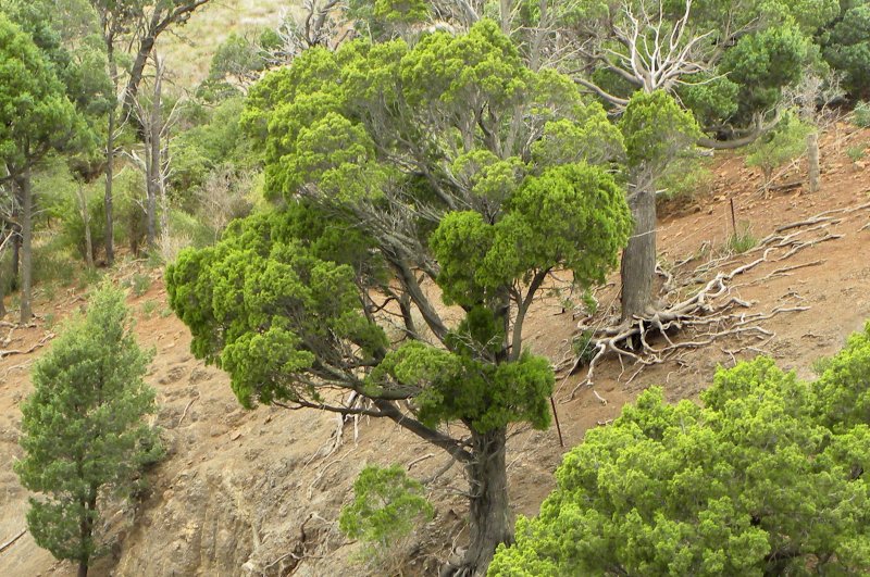 The root of the pyramidal Cypress