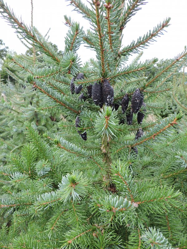 Шишки Picea omorika