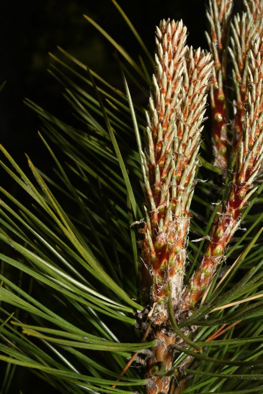 Pinus resinosa