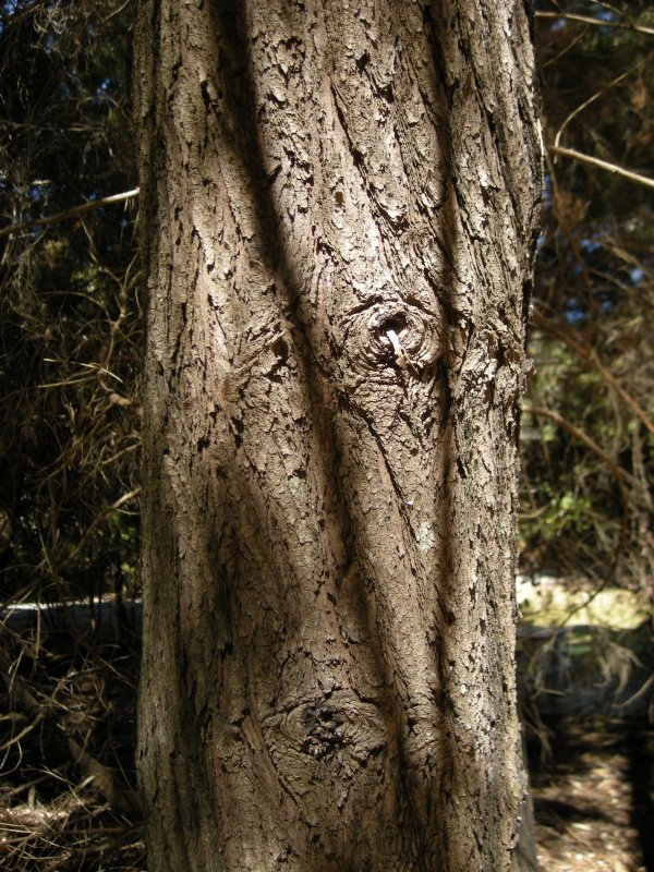 Callitris columellaris