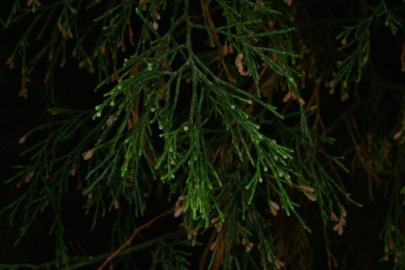 +Thuja +Callitris +rhomboidea