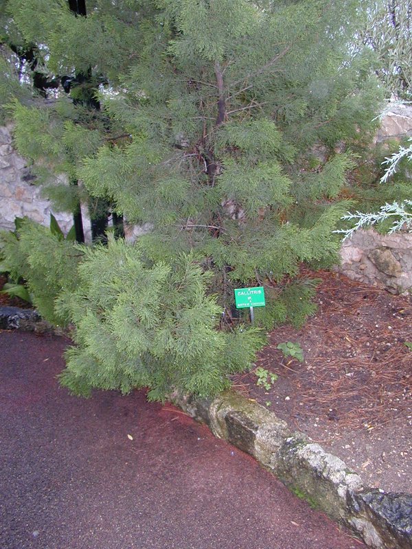 Callitris intratropica