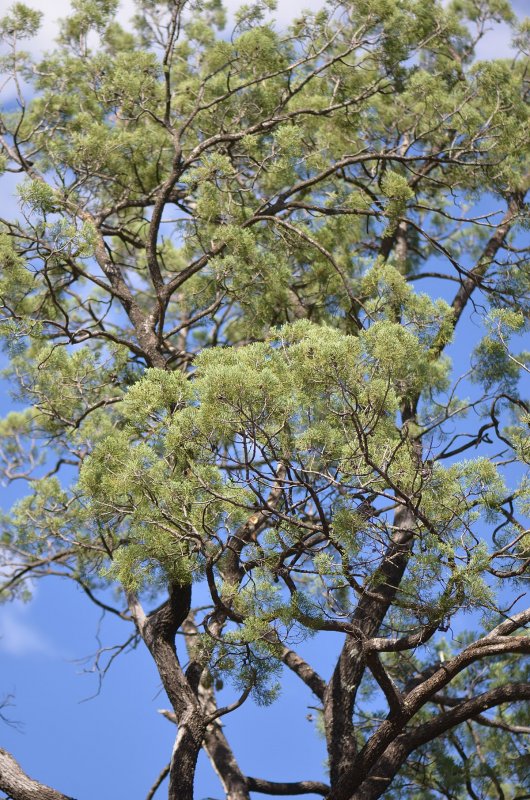 Callitris intratropica