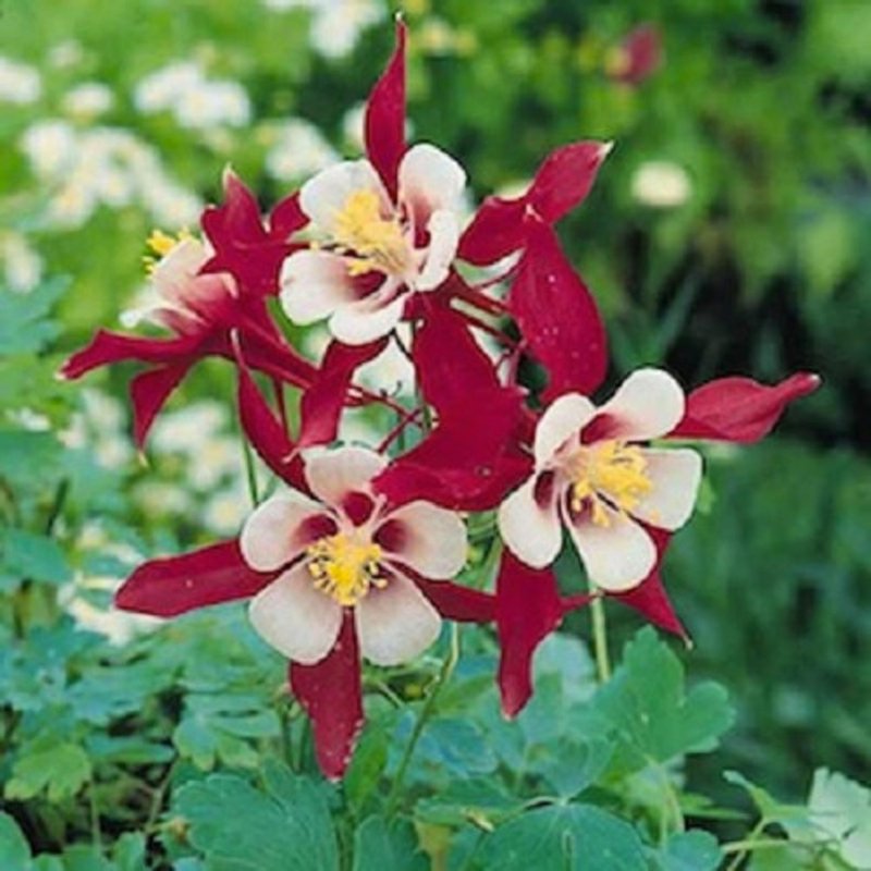 Аквилегия Crimson Star