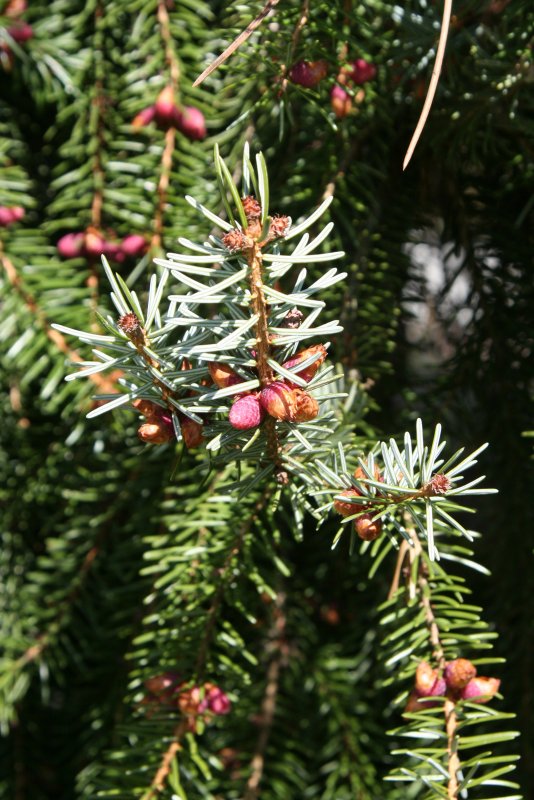 Platycladus orientalis
