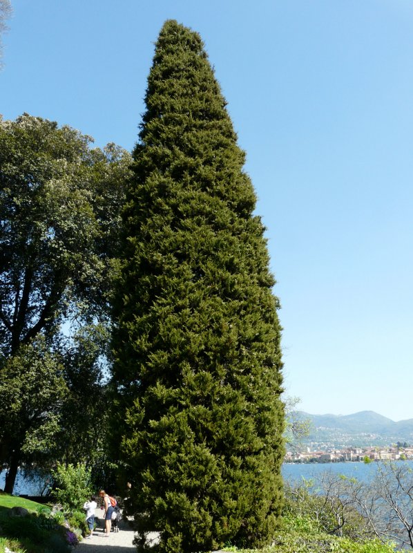 Кипарис Cupressus sempervirens