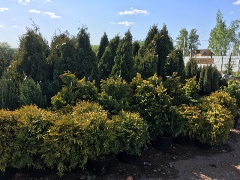 Кипарис вечнозеленый (Cupressus sempervirens)