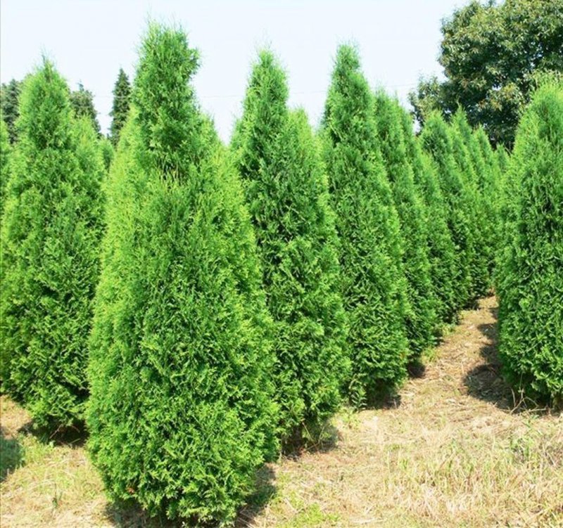 Дуб черешчатый Quercus Robur 'Fastigiata'