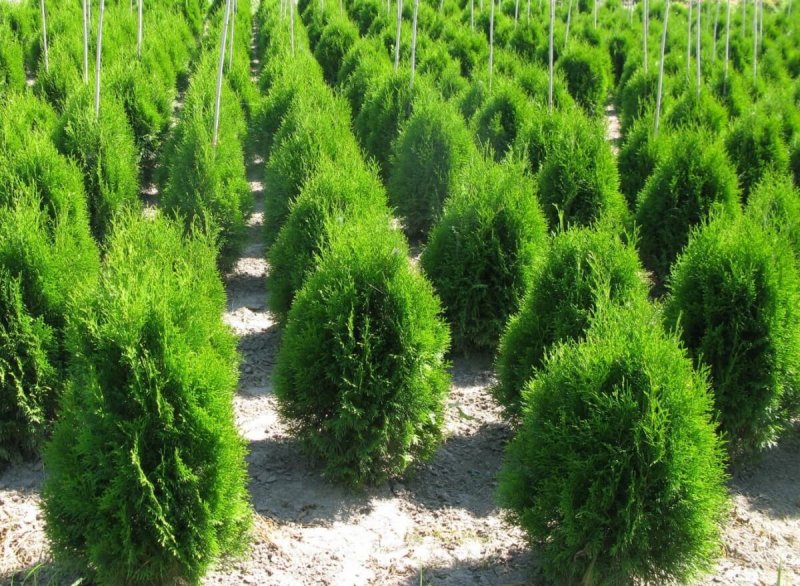 Cupressus sempervirens l. Кипарис вечнозеленый