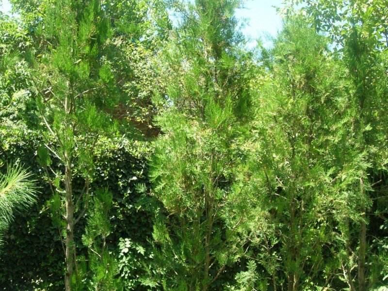 Кониферен можжевельник