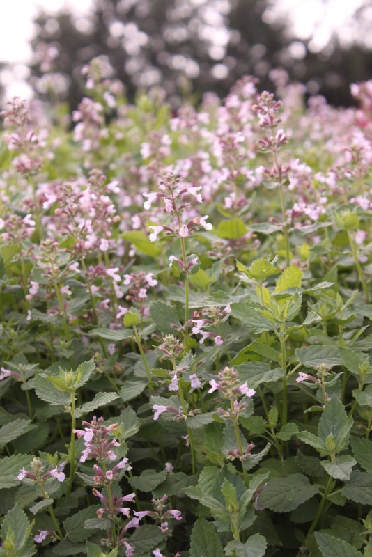 Котовник Nepeta grandiflora Summer Magic
