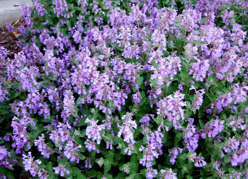 Котовник Муссини Nepeta mussinii