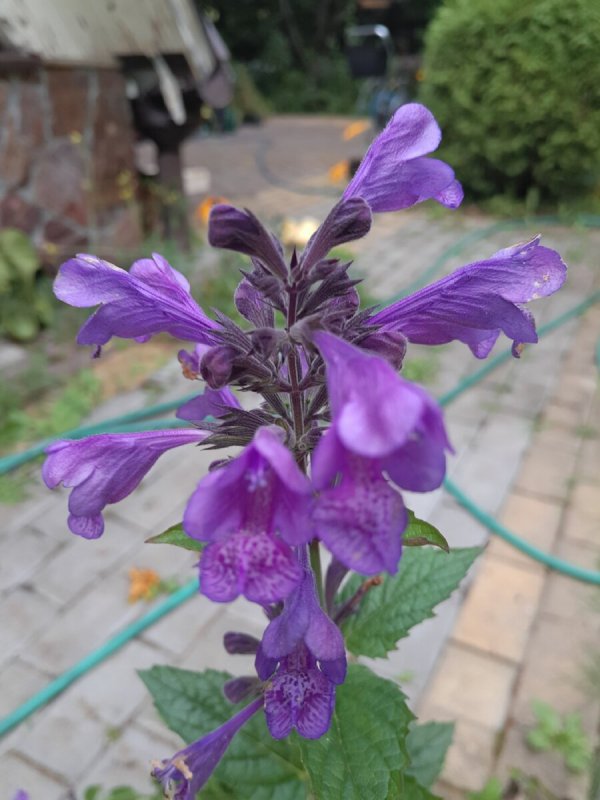 Котовник Nepeta grandiflora