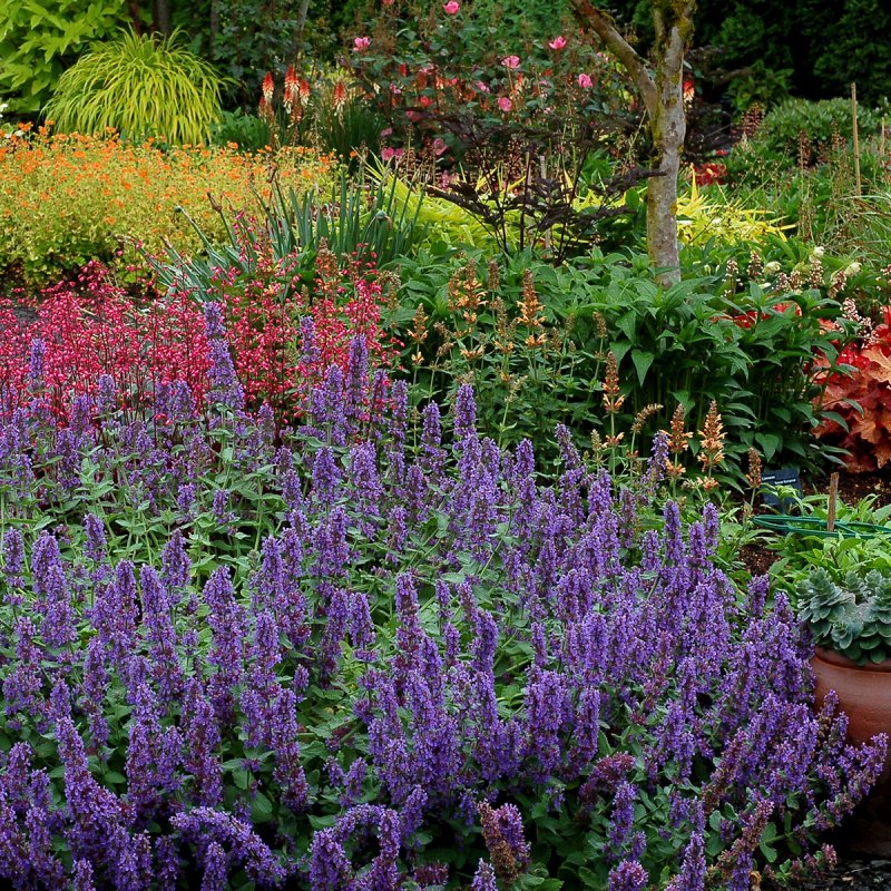 Котовник Purple Haze
