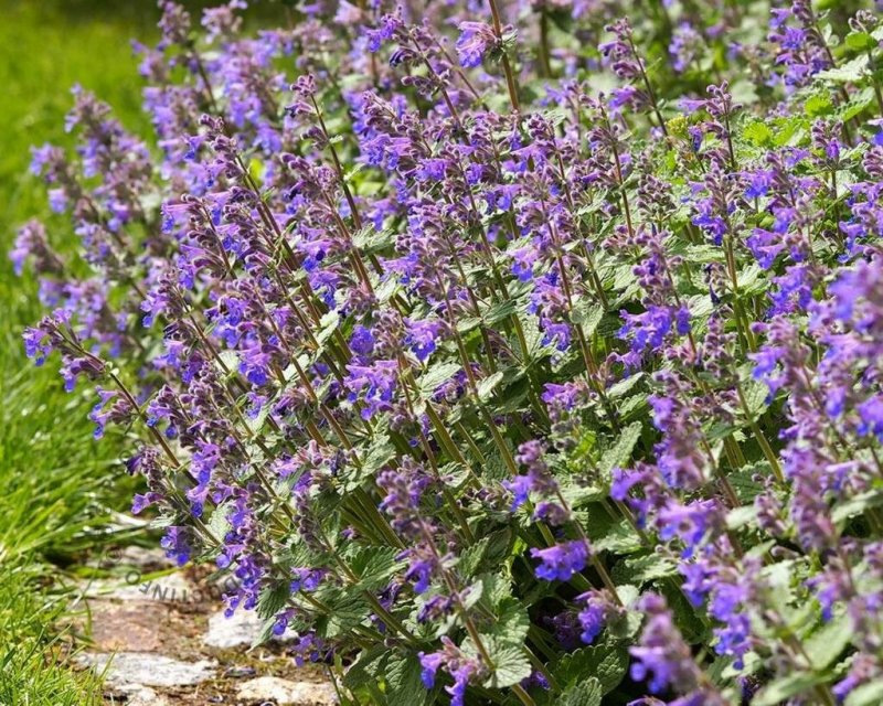 Котовник крупноцветковый Nepeta grandiflora