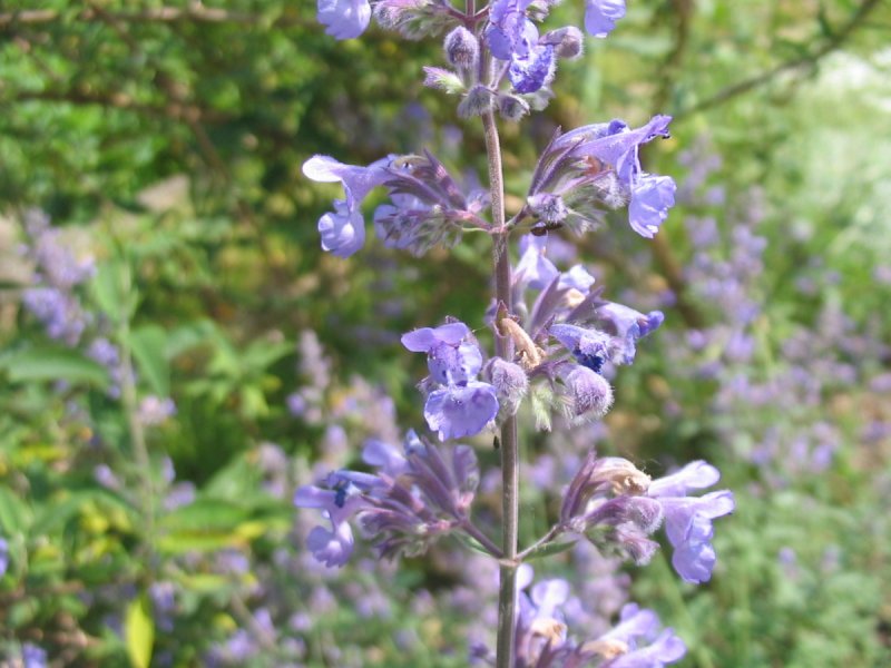 Котовник крупноцветковый Nepeta grandiflora