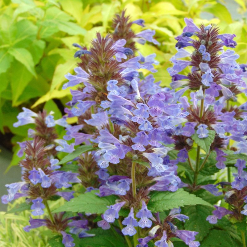 Котовник жилковатый Nepeta nervosa