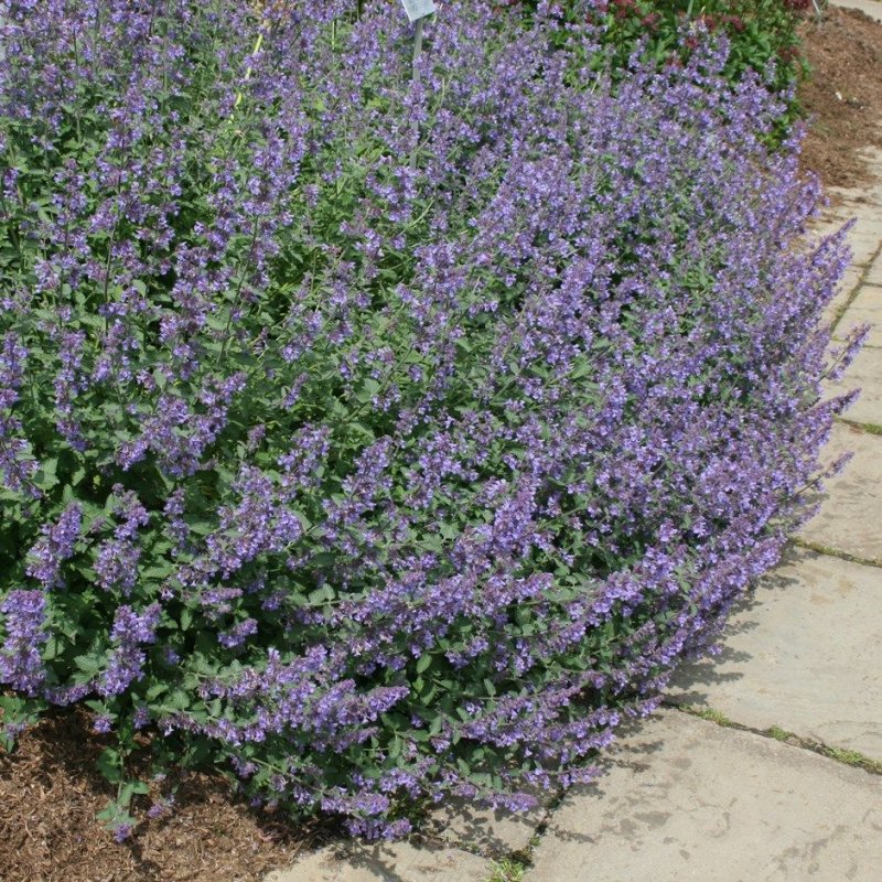 Котовник racemosa