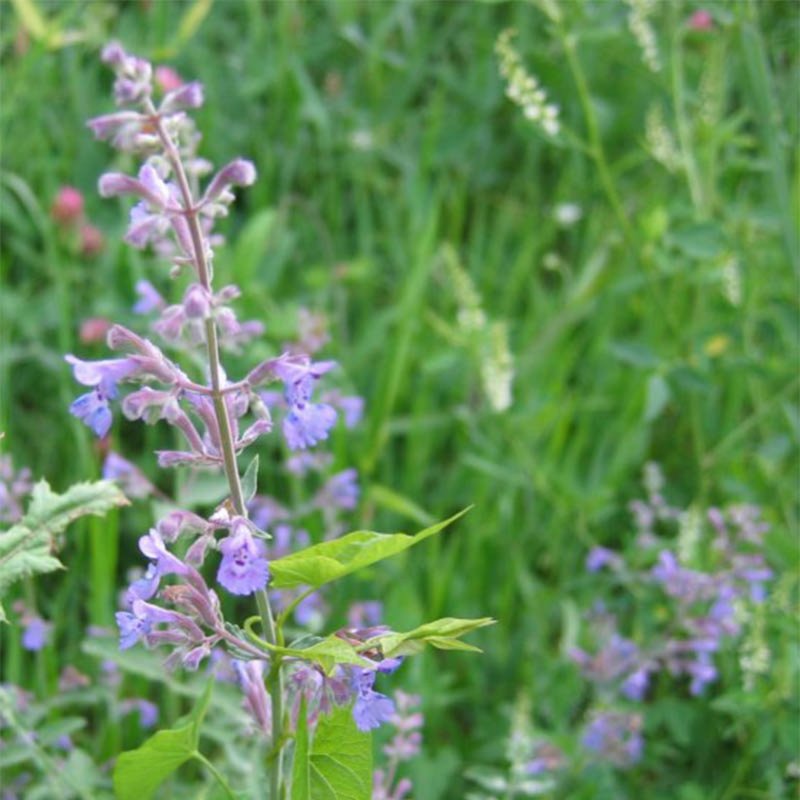 Nepeta grandiflora