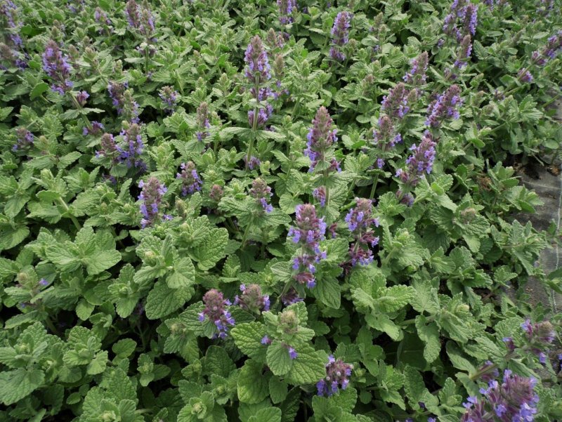 Котовник Муссини (Nepeta mussinij)