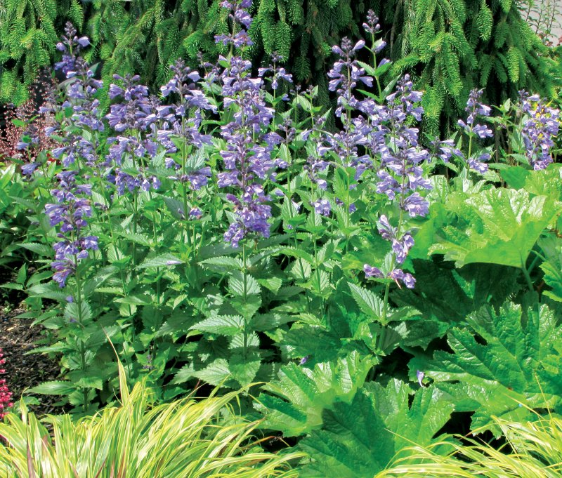 Котовник (Nepeta)