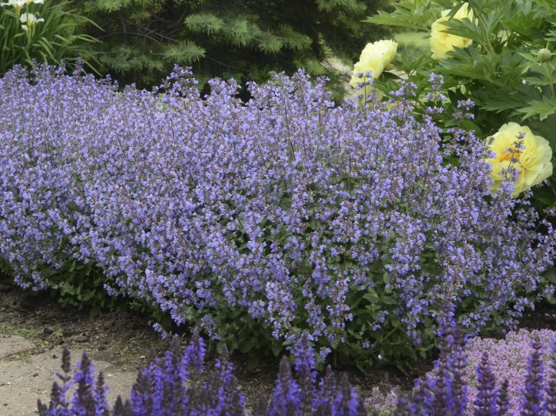 Котовник Фассена purrsian Blue