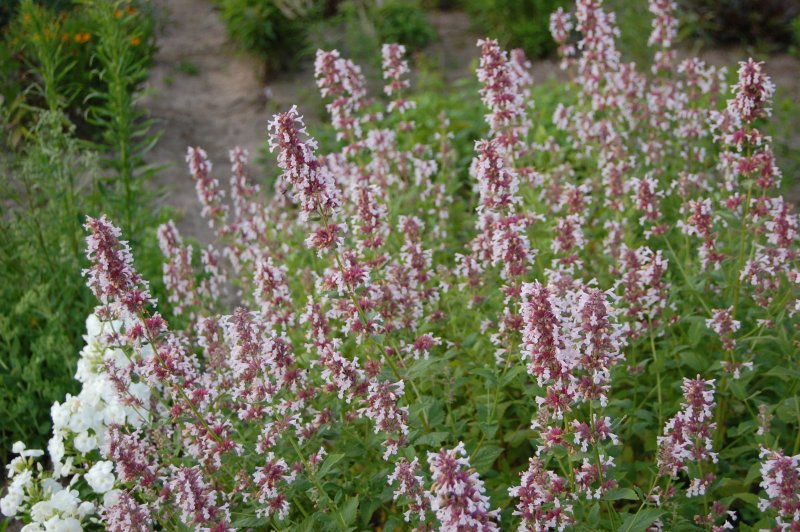 Котовник Nepeta grandiflora Dawn to Dusk