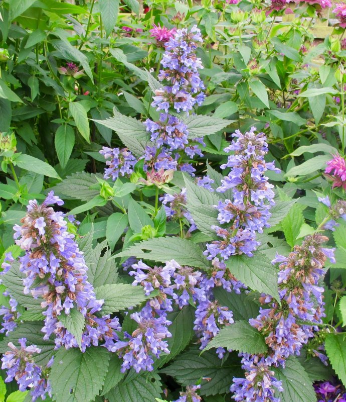 Nepeta subsessilis