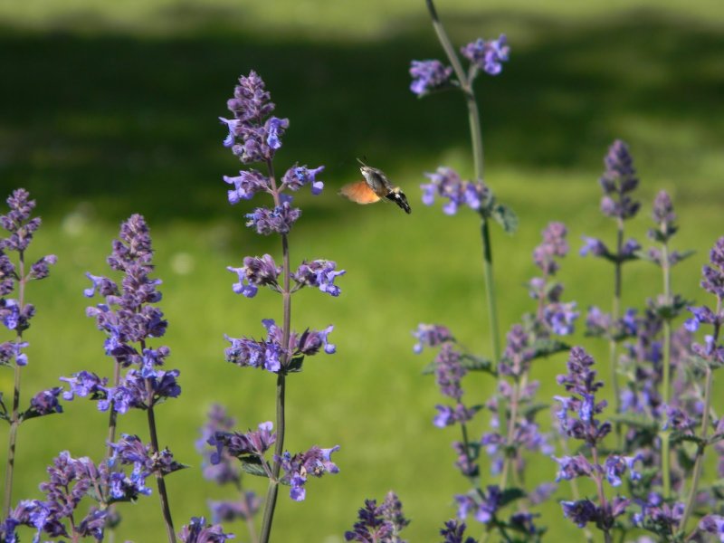 Котовник Nepeta Florina