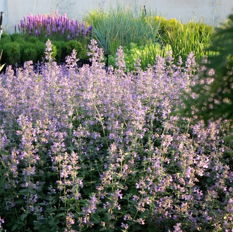Котовник Фассена (Nepeta faassenii `Six Hills giant`)