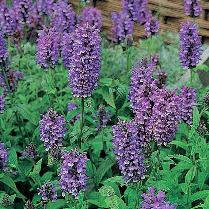 Котовник (Nepeta)