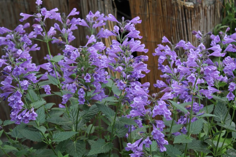 Котовник "Blue Dragon" (Nepeta)