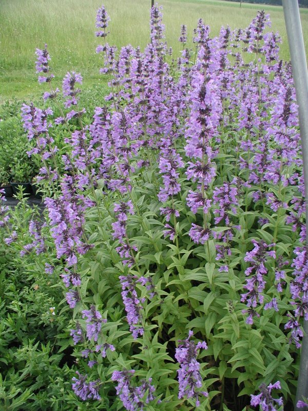 Nepeta sibirica