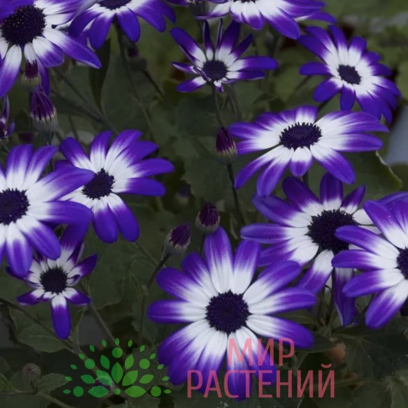 Диморфотека Капская Маргаритка