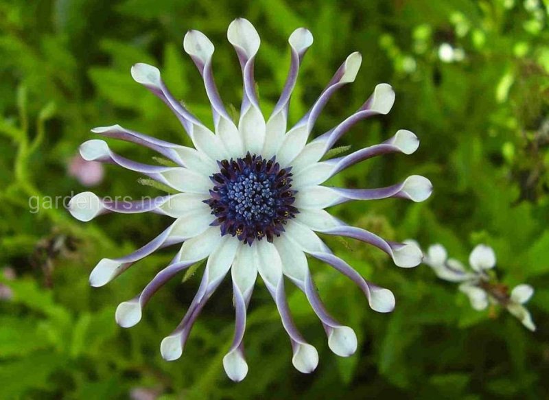 Остеоспермум (Капская Маргаритка) Osteospermum ecklonis