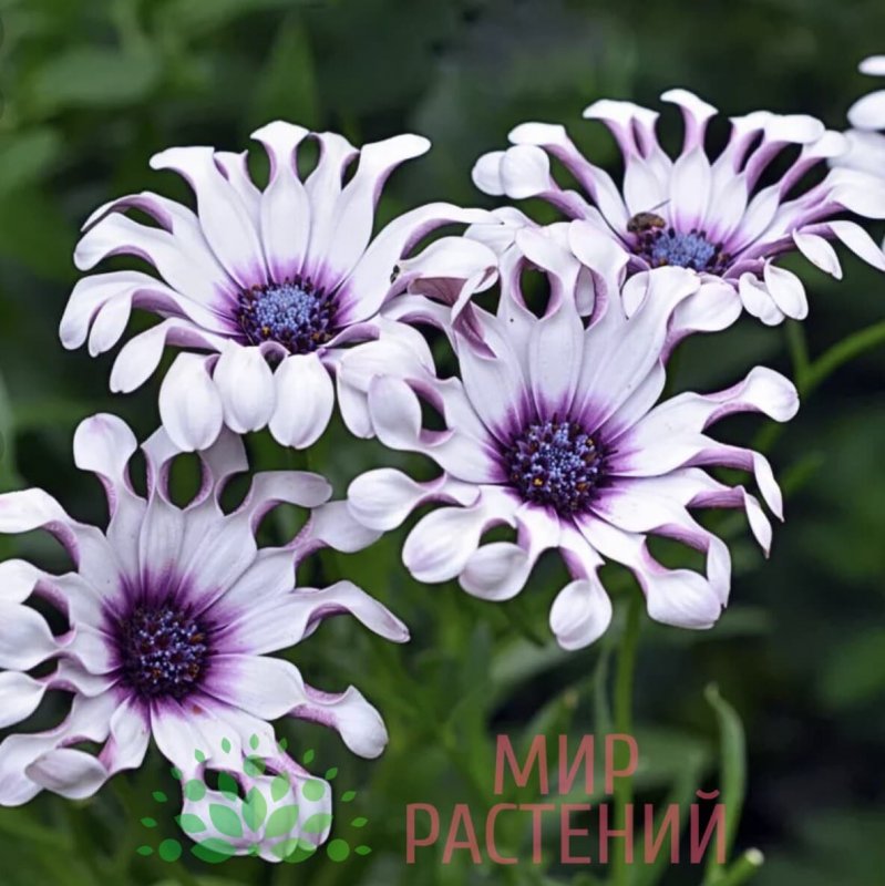 Диморфотека Капская Маргаритка