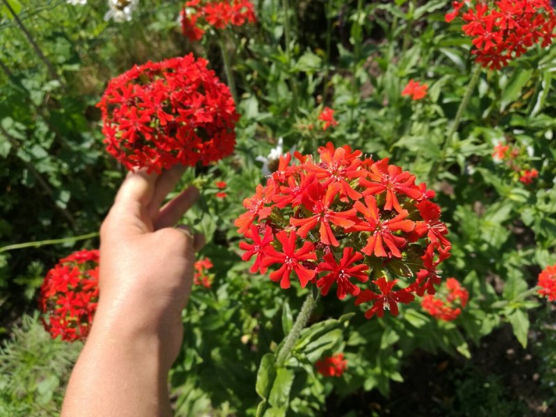Лихнис Альпийский Розетта