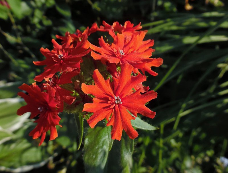 Лихнис Gardeners World