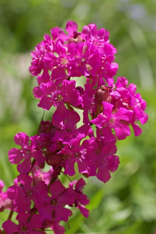 Silene chalcedonica