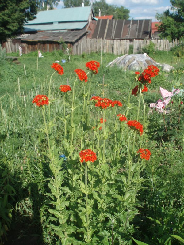 На какую глубину сеять цветы лихнис