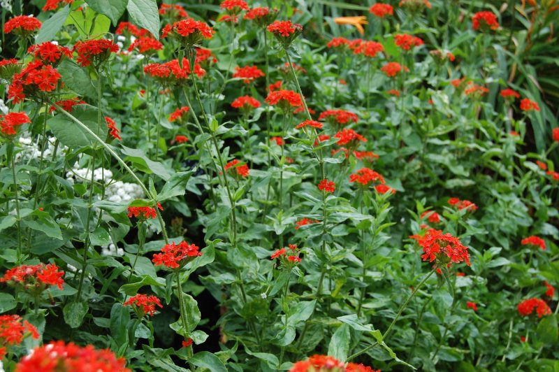 Лихнис халцедонский (Lychnis chalcedonica)