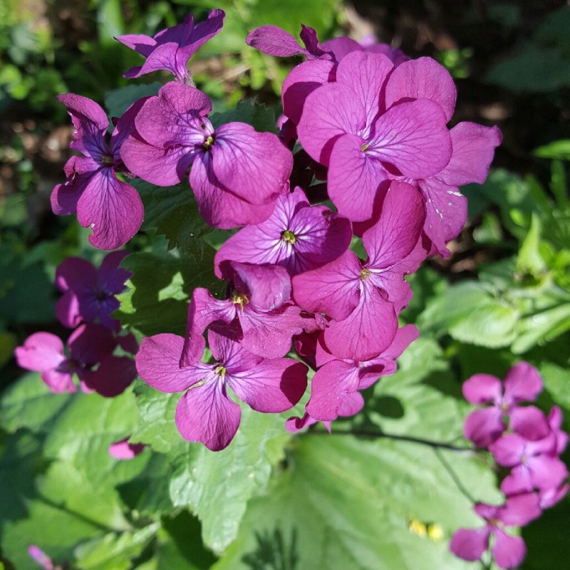 Лунария Lunaria annua