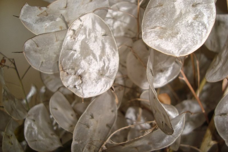 Lunaria annua Лунник однолетний